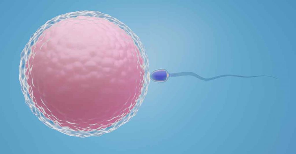 Fertilização in vitro: Um guia para os cuidados pré e pós-procedimento